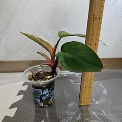 〖観葉植物〗フィロデンドロンピンクプリンセス③の画像