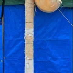 キャットツリー 突っ張り の画像