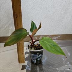 〖観葉植物〗フィロデンドロンピンクプリンセス④の画像