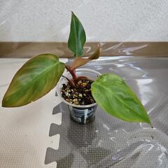 〖観葉植物〗フィロデンドロンピンクプリンセス④の画像