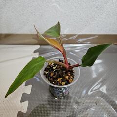 〖観葉植物〗フィロデンドロンピンクプリンセス④の画像