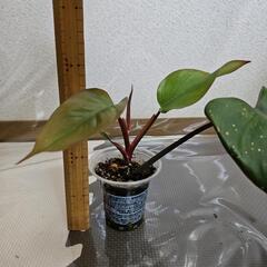 〖観葉植物〗フィロデンドロンピンクプリンセス⑤の画像