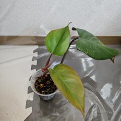 〖観葉植物〗フィロデンドロンピンクプリンセス⑤の画像