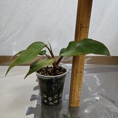 〖観葉植物〗フィロデンドロンピンクプリンセス①の画像