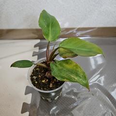 〖観葉植物〗フィロデンドロンピンクプリンセス①の画像