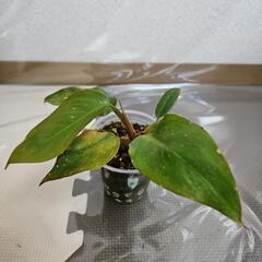 〖観葉植物〗フィロデンドロンピンクプリンセス①の画像