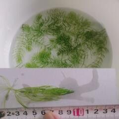 マツモ　水草の画像