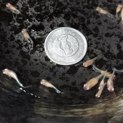 マリアージュ、アルビノめだかの卵、針子、稚魚　①の画像