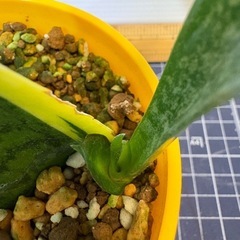 観葉植物　サンセベリアの画像