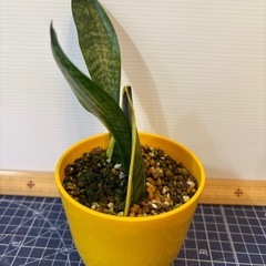 観葉植物　サンセベリアの画像