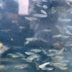 フロマージュ　選別落ち　メダカ　めだかの画像