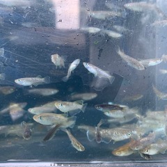 フロマージュ　選別落ち　メダカ　めだかの画像