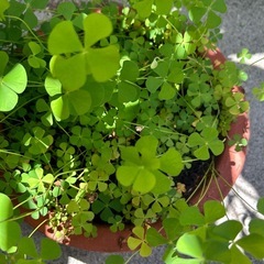 四葉のクローバー❓🍀の画像