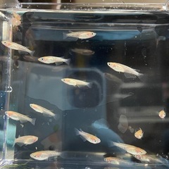 メダカ(王華)の幼魚の画像