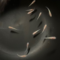 メダカ(王華)の幼魚の画像