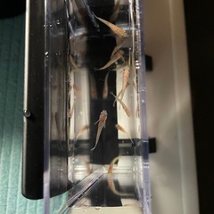 メダカ(王華)の幼魚の画像