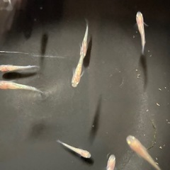 メダカ(王華)の幼魚の画像