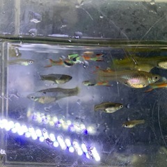 グッピー　熱帯魚　メダカ　めだかの画像