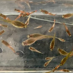 グッピー　熱帯魚　メダカ　めだかの画像