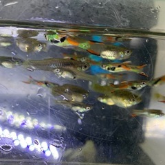 グッピー　熱帯魚　メダカ　めだかの画像
