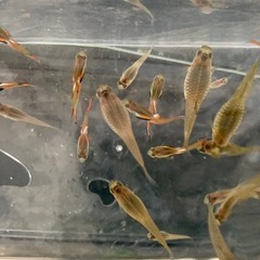 グッピー　熱帯魚　メダカ　めだか