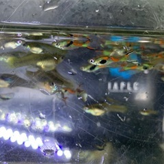 グッピー　熱帯魚　メダカ　めだかの画像