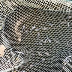 🉐★めだか〜墨武（ボブ）稚魚〜幼魚13匹の画像