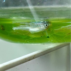 １０匹　天鵞絨(ビロード)稚魚500円の画像