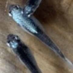 １０匹　天鵞絨(ビロード)稚魚500円の画像
