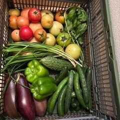 朝取れ🥒と🍆と🌿と🫑と傷物🍅