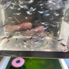 ミッドナイトフリル漆黒メダカの画像