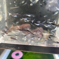 ミッドナイトフリル漆黒メダカの画像