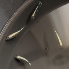 メダカ
の画像