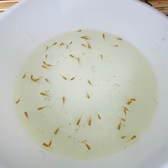 紅帝楊貴妃メダカ若魚10匹の画像