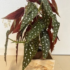 【観葉植物】ベゴニアマクラータの画像