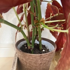 【観葉植物】ベゴニアマクラータの画像