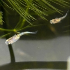 15匹、三色ラメの稚魚の画像