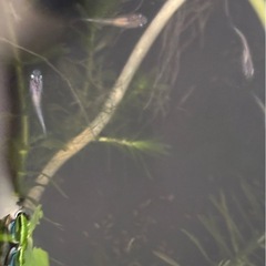 15匹、三色ラメの稚魚の画像
