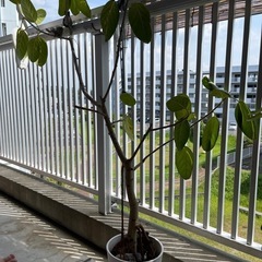 木🌲の画像
