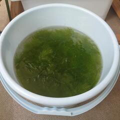 無農薬 水草 マツモの画像