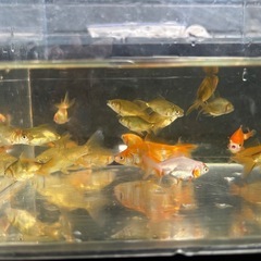 ご予約頂きました　更紗和金21匹テツギョ1匹の画像