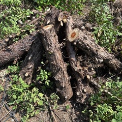 薪　キャンプ　焚き火　暖炉の画像