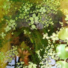 ホテイ草(1株)の画像