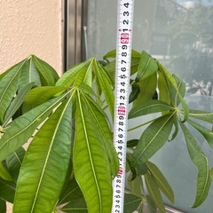パキラ　観葉植物　全長約90cmの画像