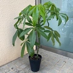 パキラ　観葉植物　全長約90cmの画像