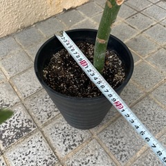 パキラ　観葉植物　全長約90cmの画像