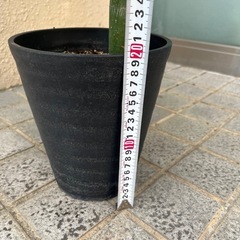 パキラ　観葉植物　全長約90cmの画像