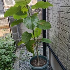 フィカスウンベラータ　立派な大きさ！の画像