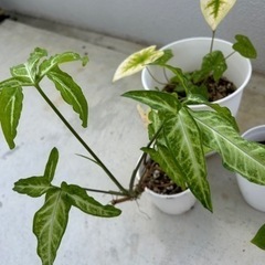 植物♦️観葉植物植木花木3つ♦️の画像