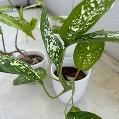 植物♦️観葉植物植木花木3つ♦️の画像